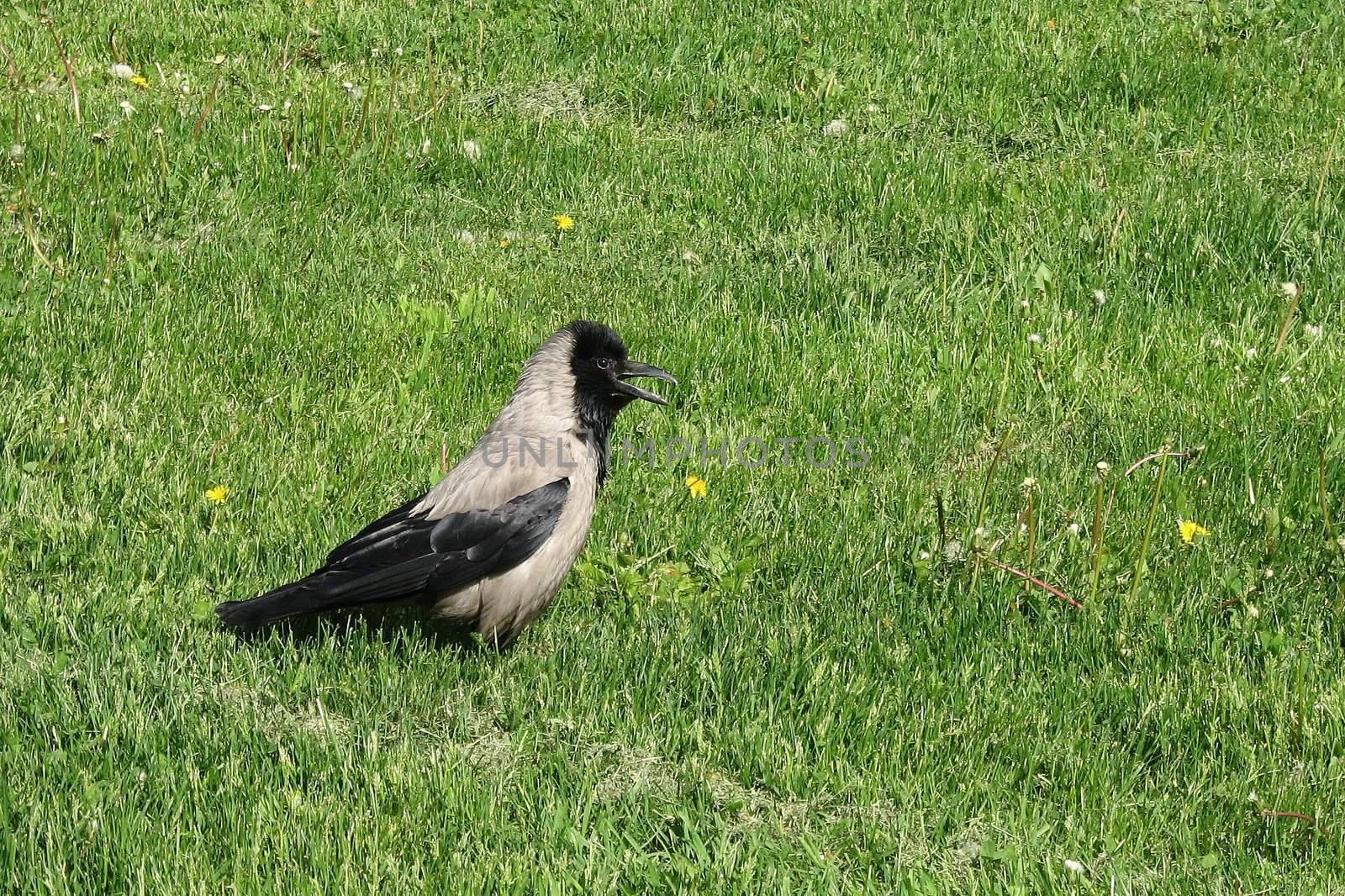 The young crow staying on a green lawn