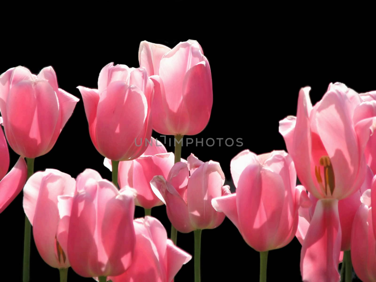 Pink tulips by Goodday