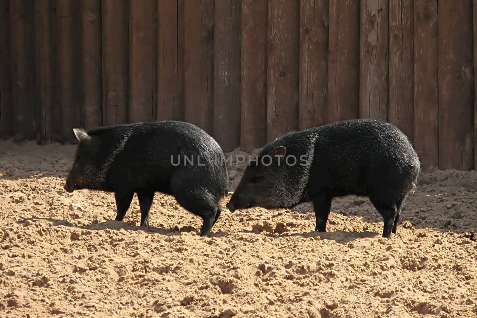 two wild black pigs in the Moscow Zoo