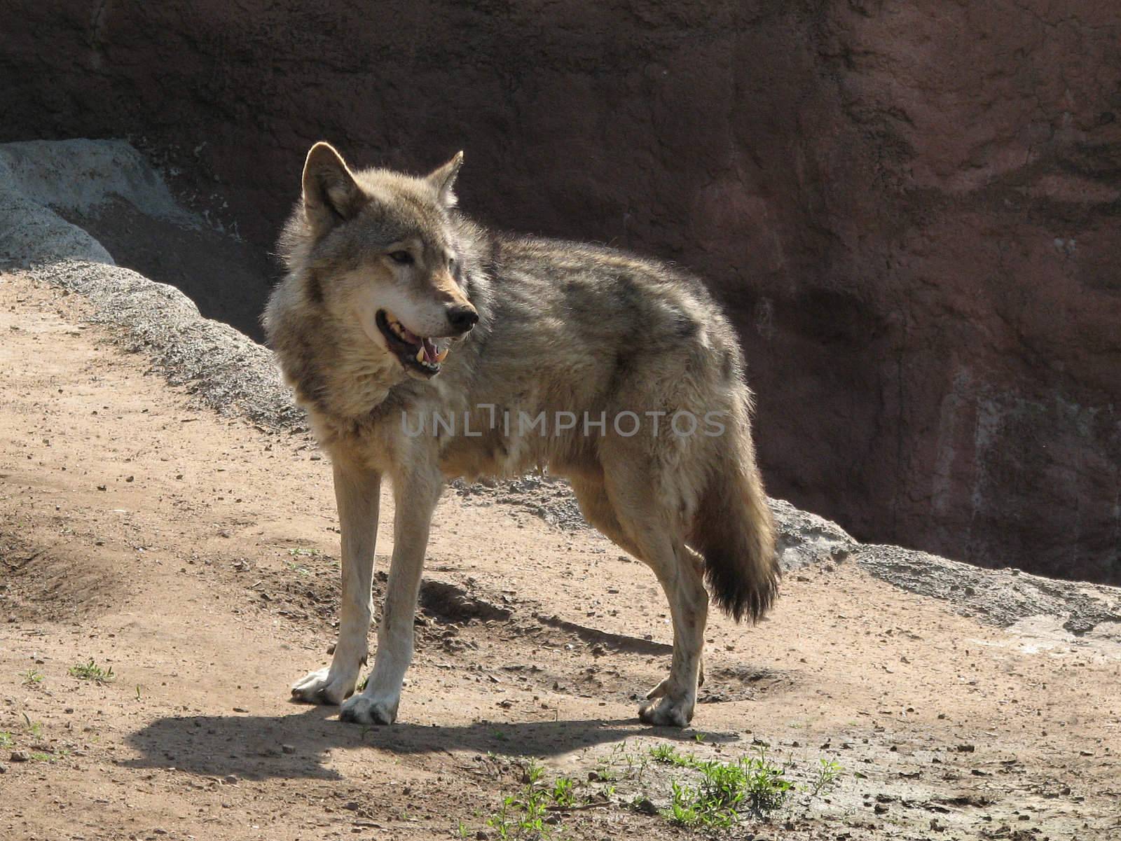 A wild wolf in the Moscow Zoo