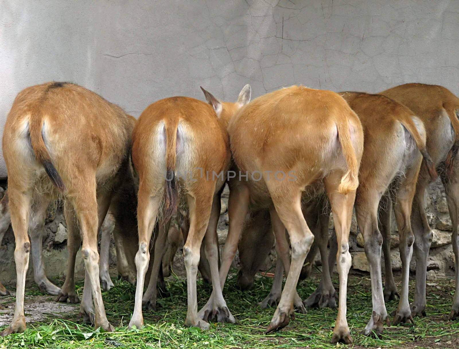 A group of deers in a zoo show their rear ends to the public