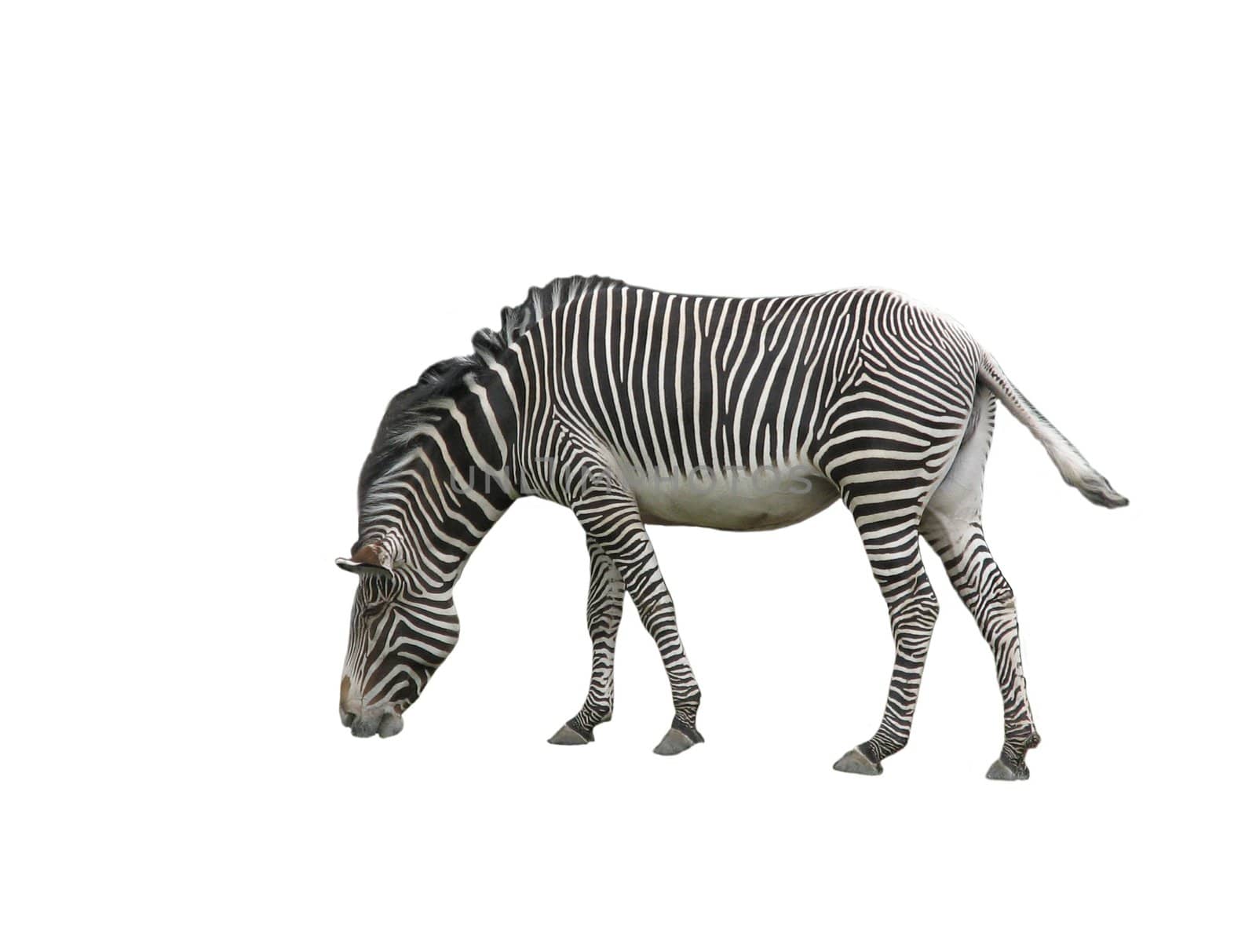 An isolated photo of a zebra on white background