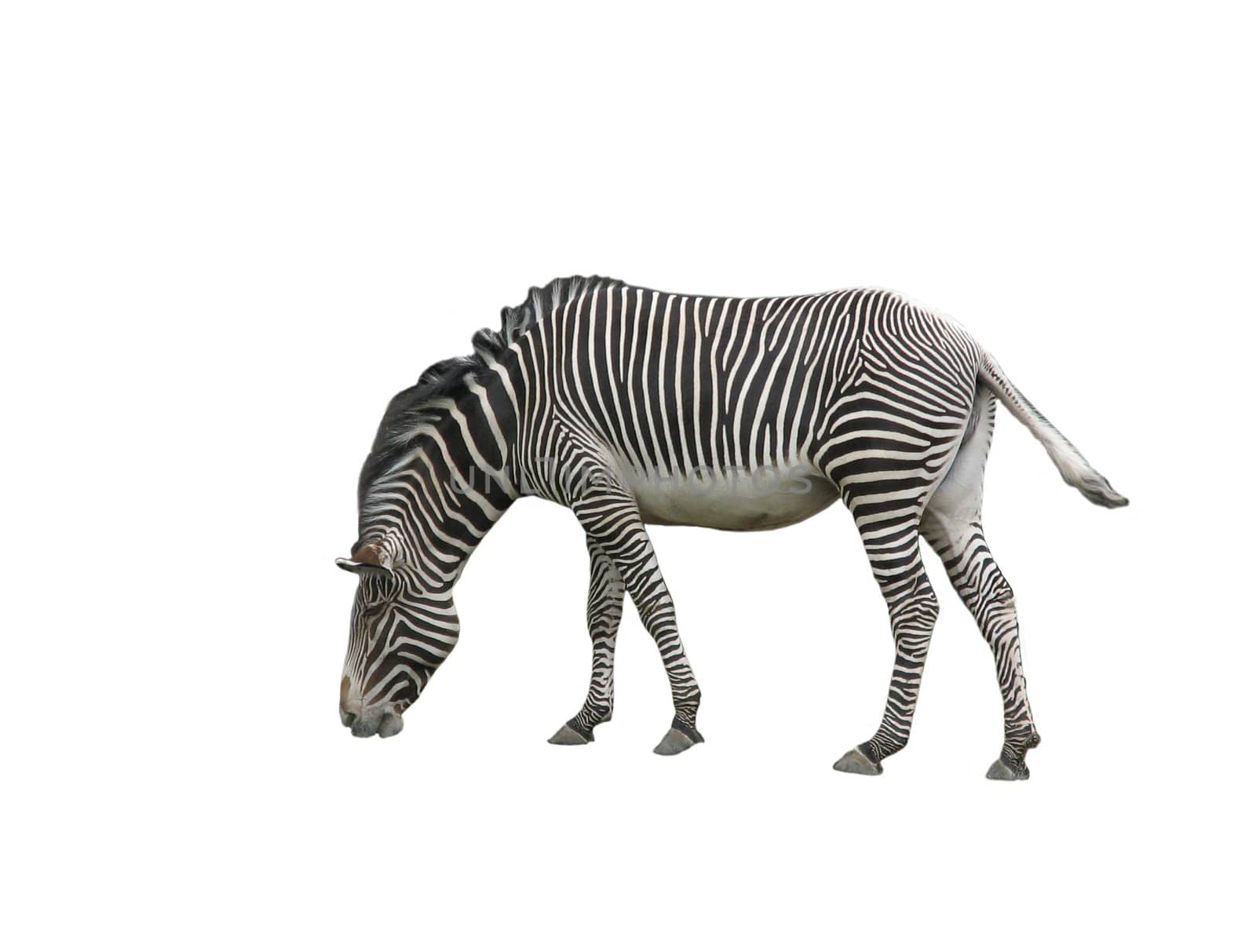 Zebra by Goodday