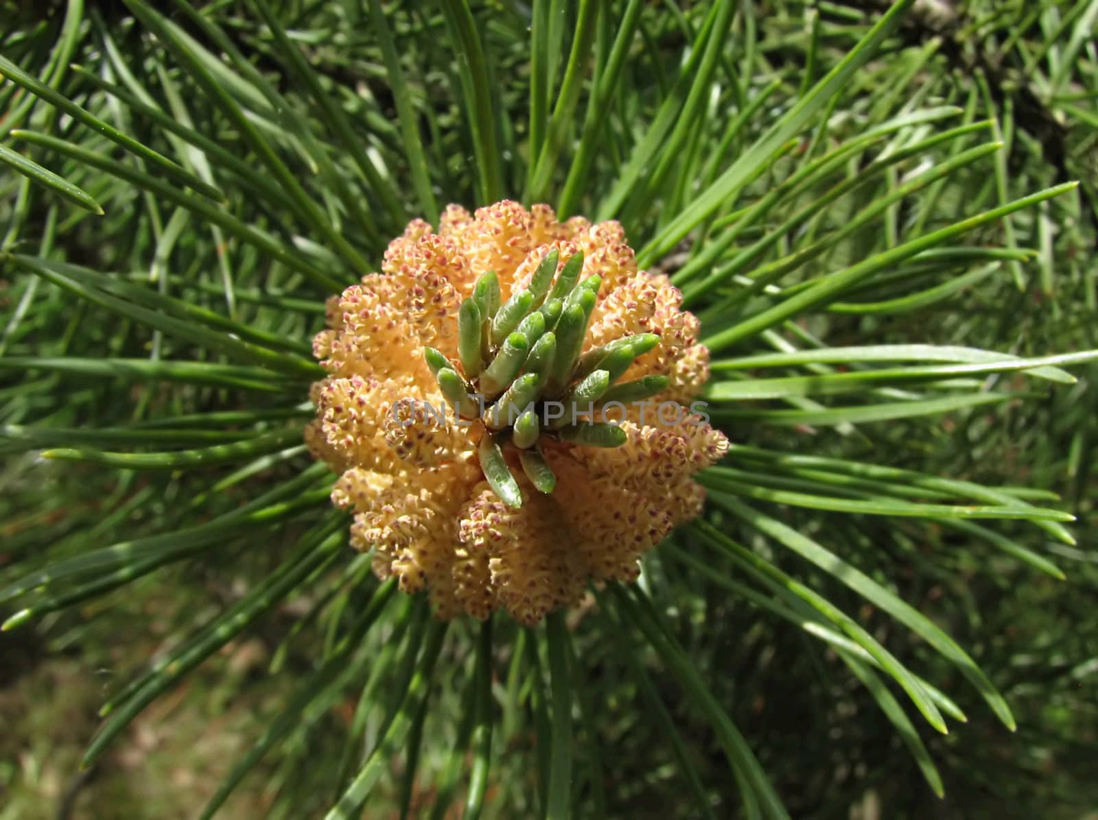 Flowering pine-tree in the springtime