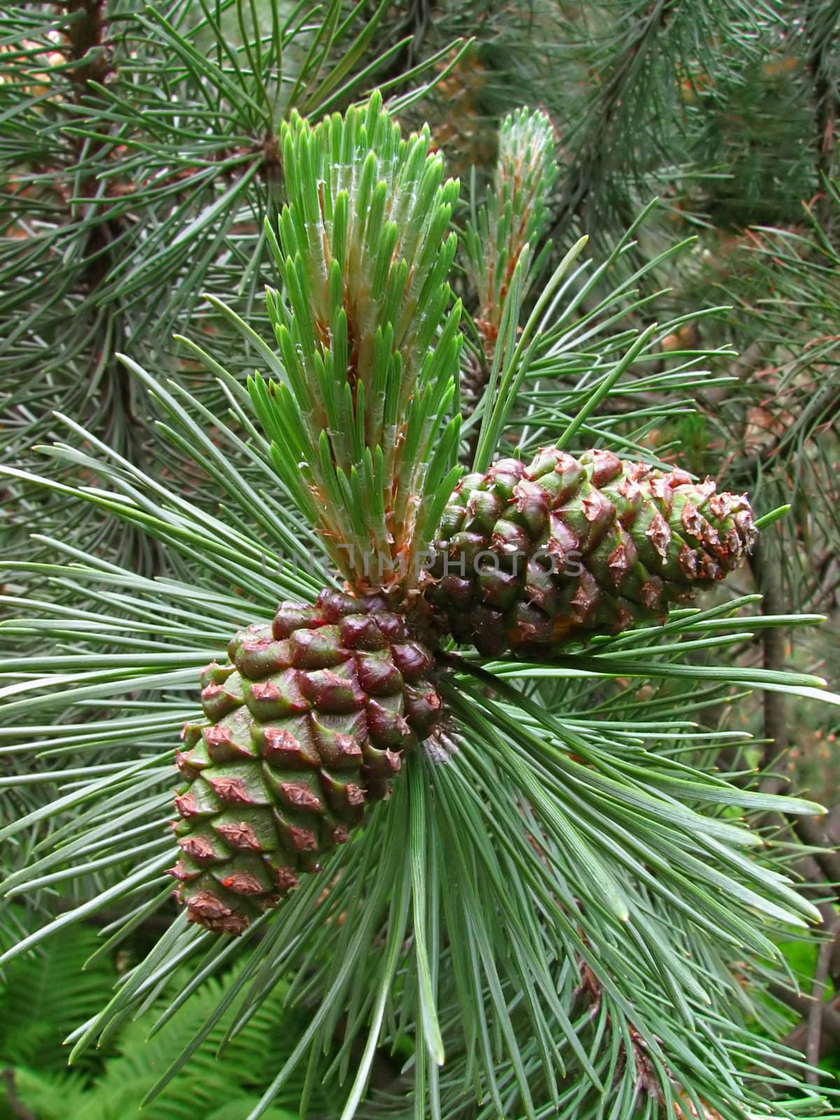 Two cones on a pine tree in springtime