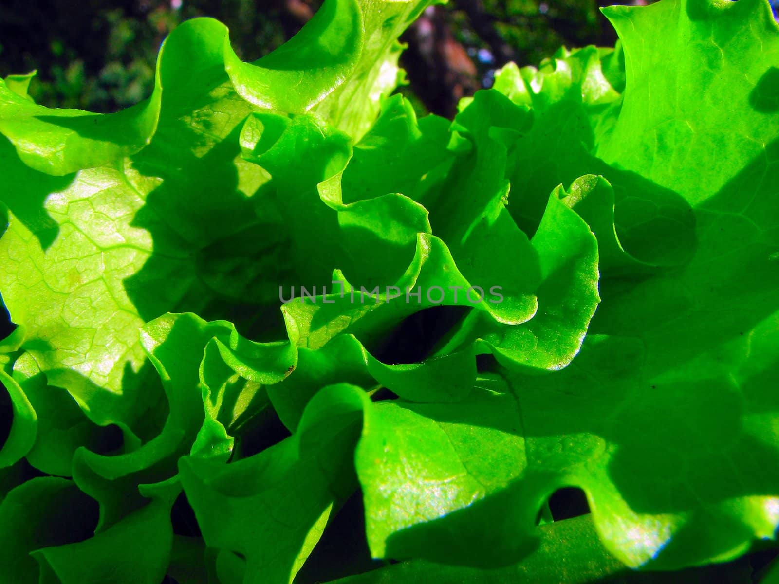 green lettuce
