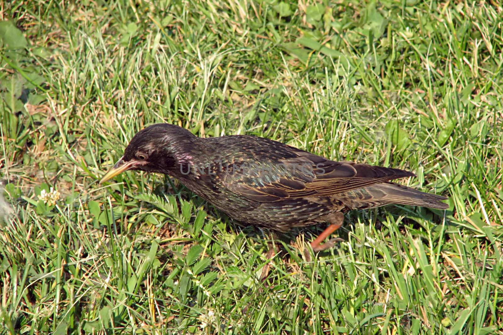 A young starling seeking the food in the grass