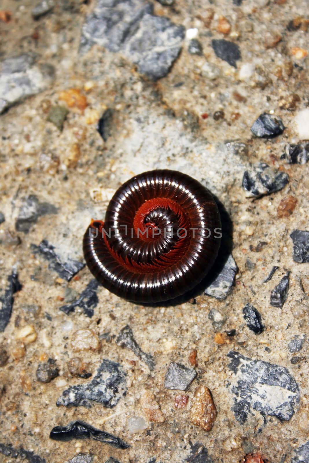 A curled millipede on rock.