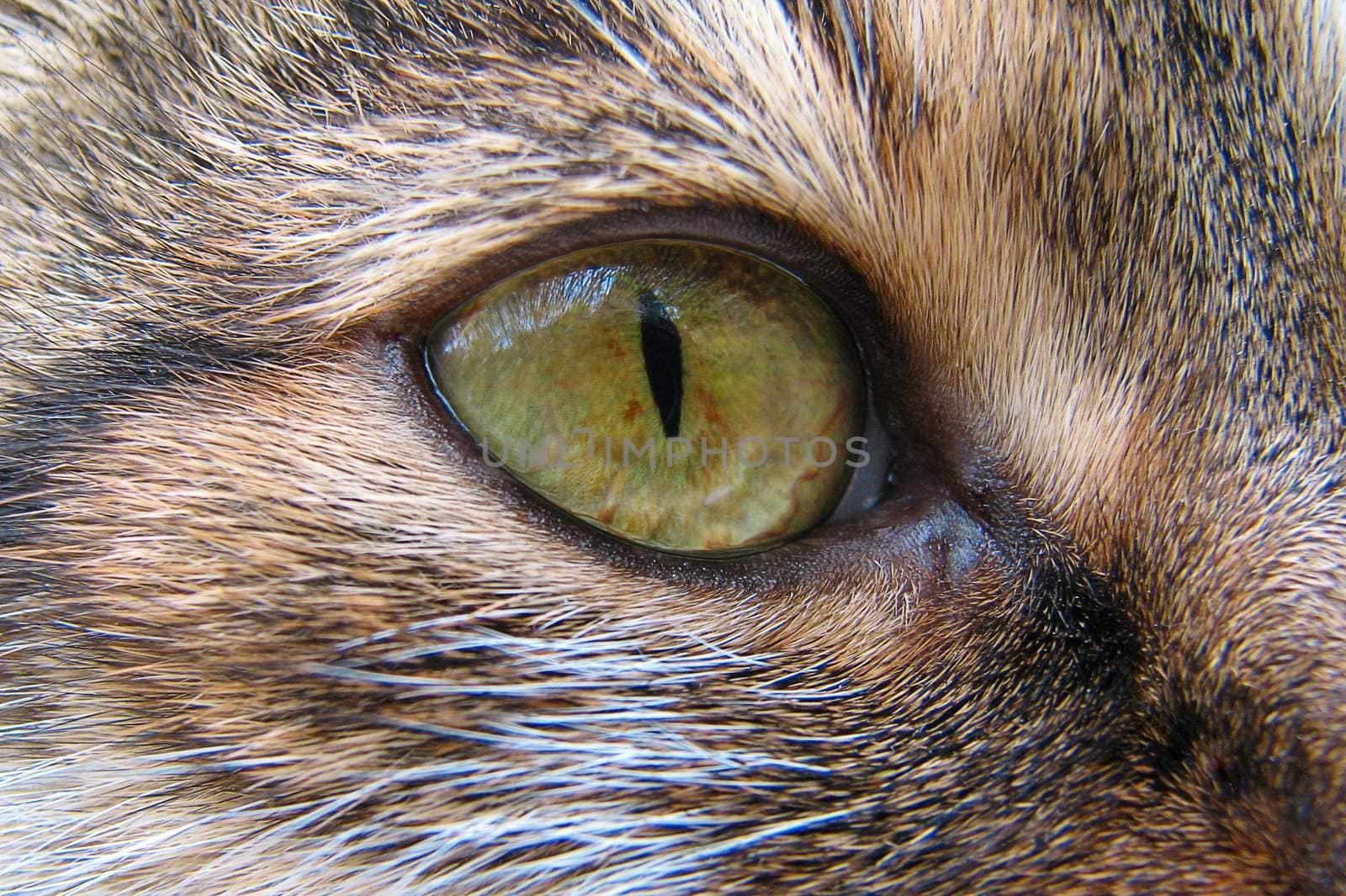The close-up photo of a cat's eye