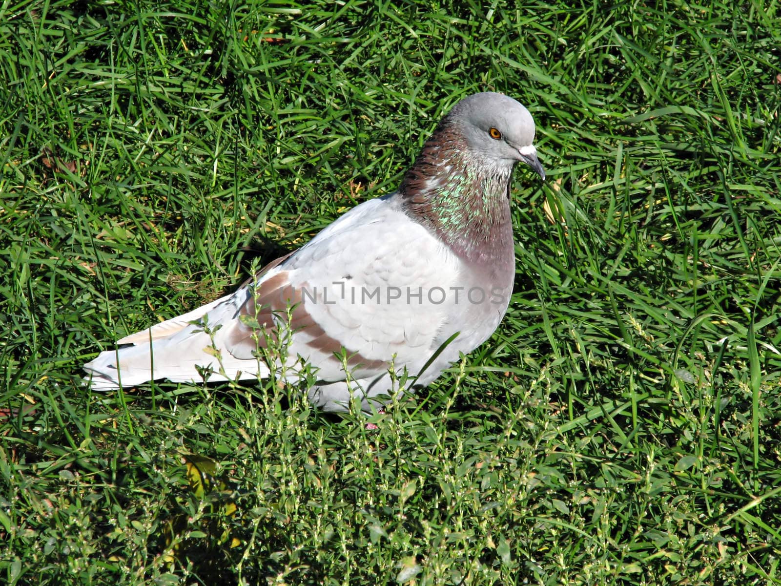 A rock pigeon sitting in the grass