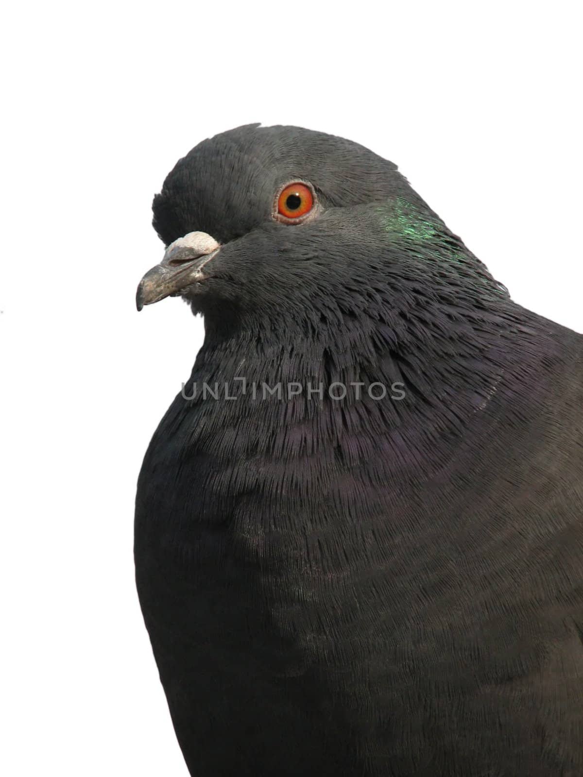 An isolated photo of a pigeon on a white background