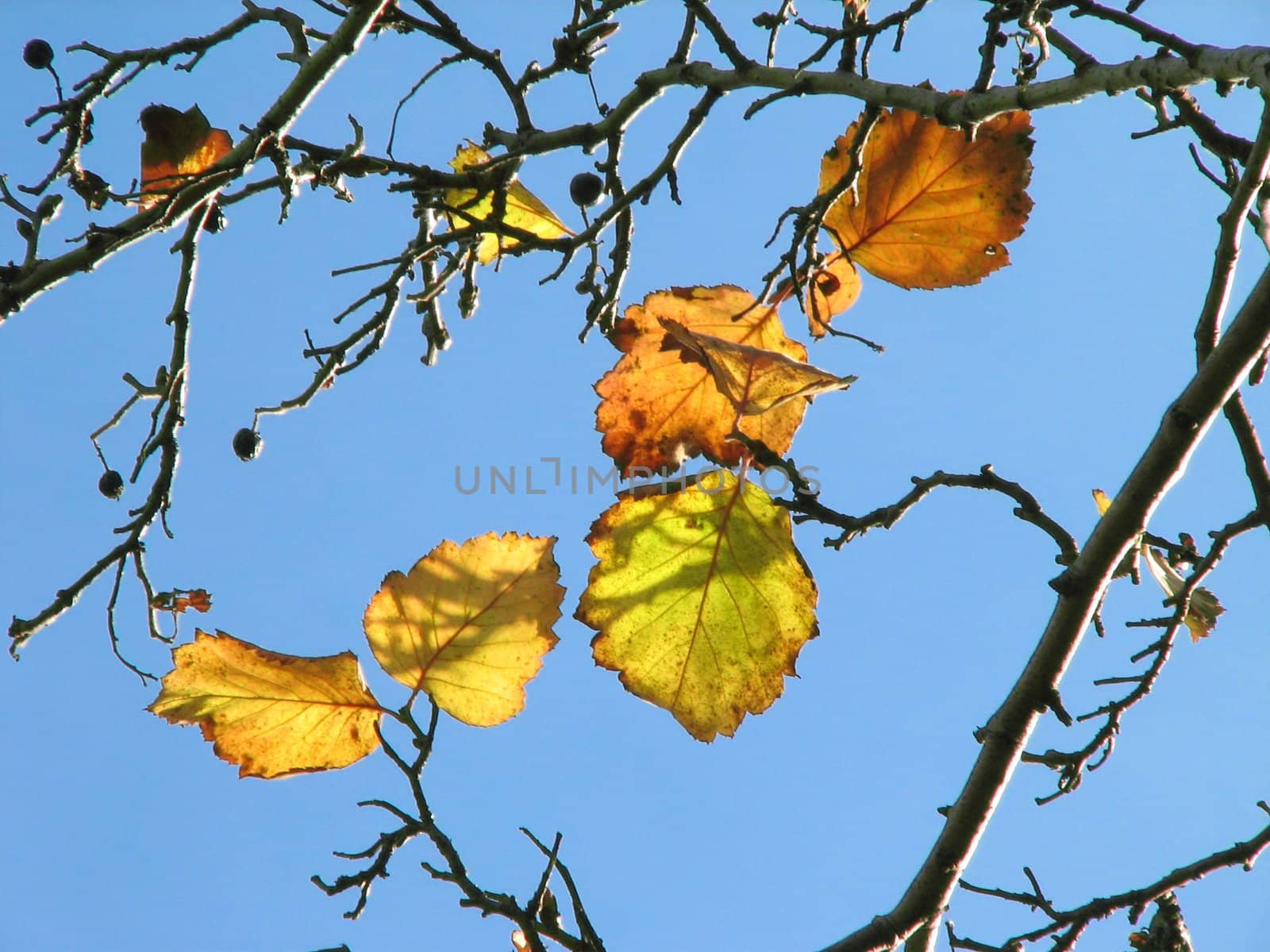 Yellow leaves in a sunny autumn day