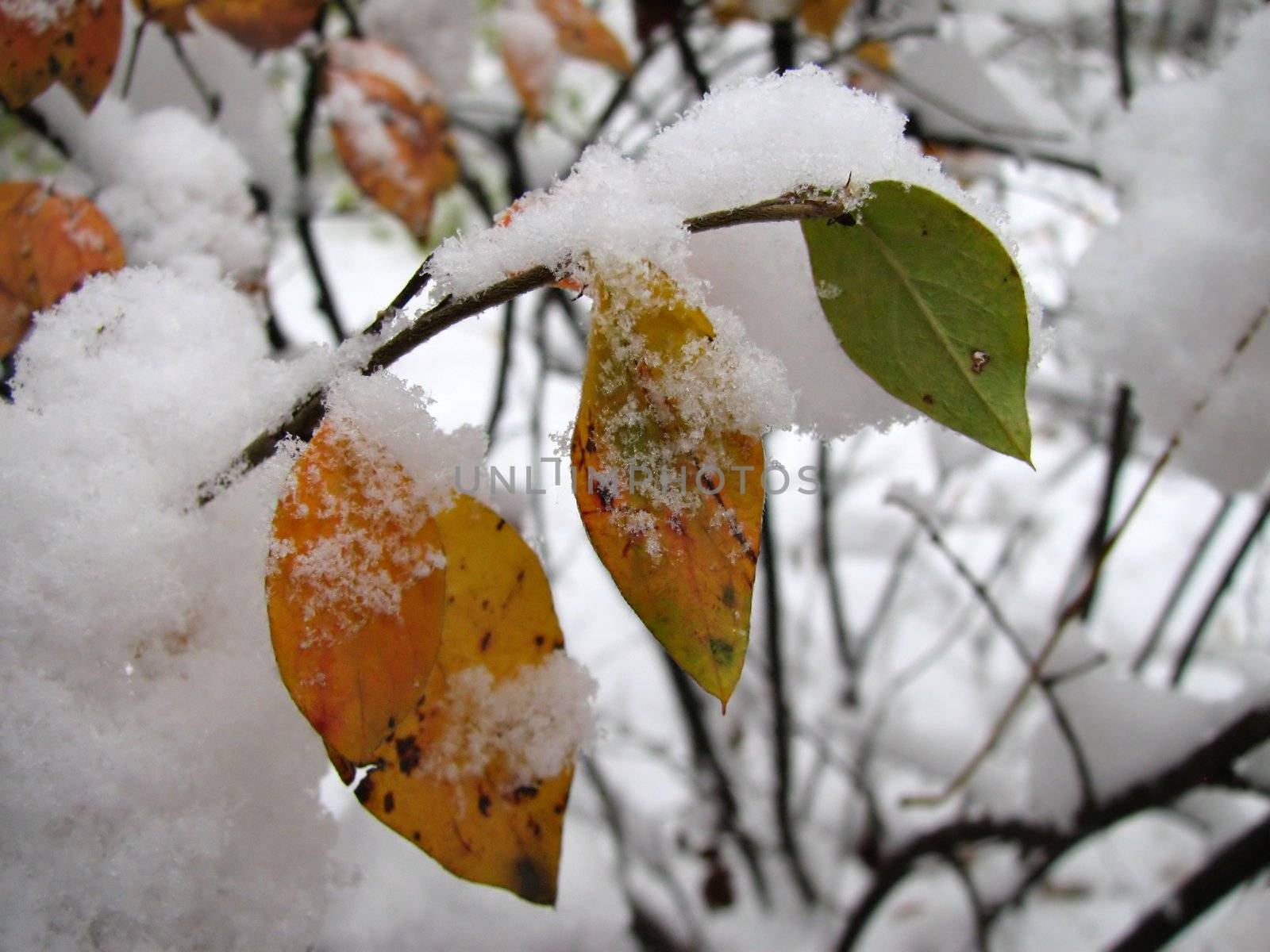 The yellow and green leaves under the first snow