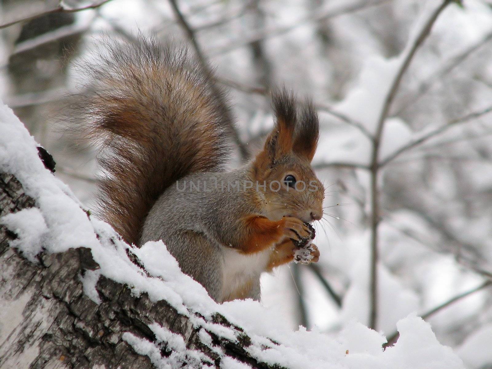 The squirrel sitting on a snow-covered birch