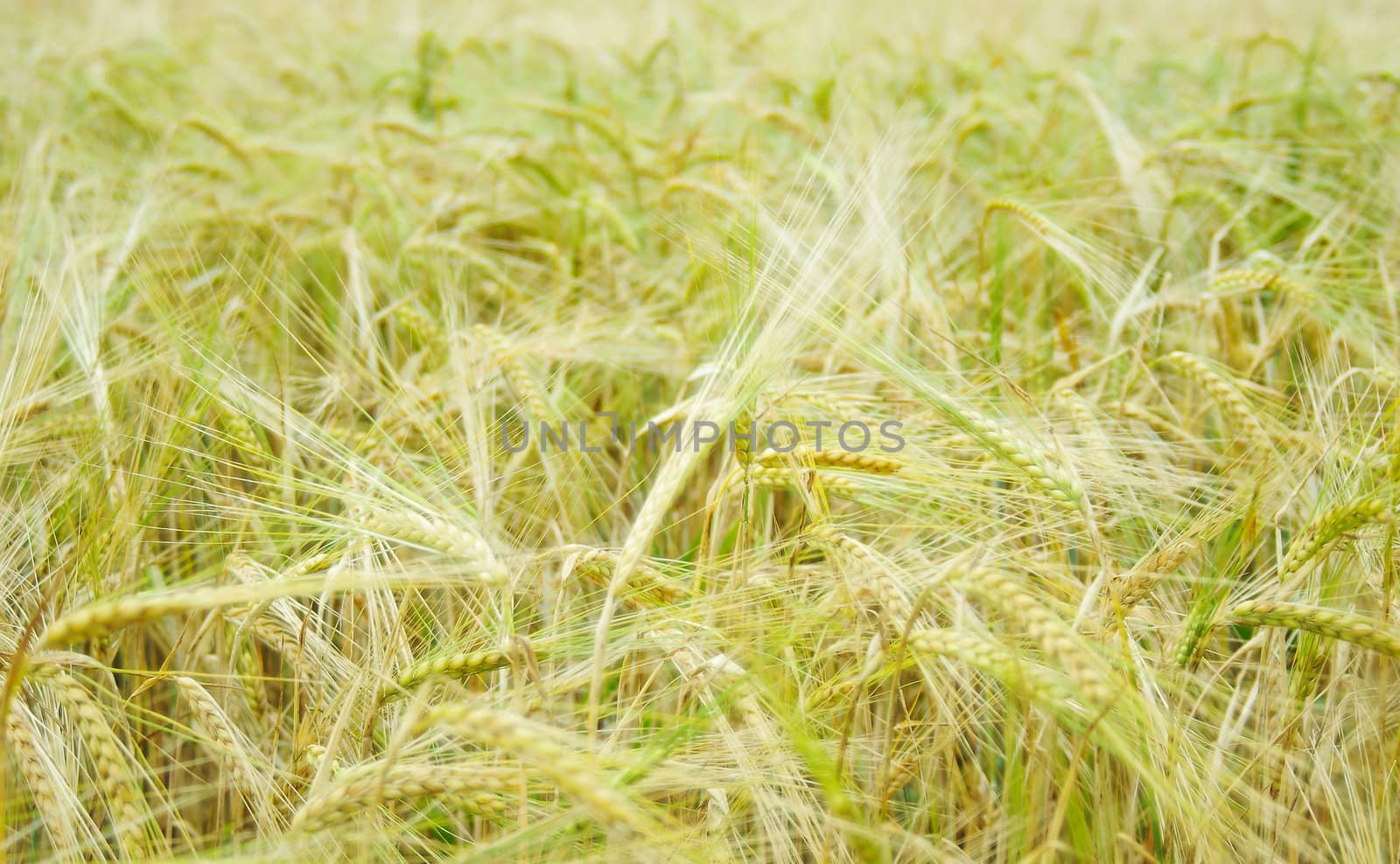 Ripened spikes of wheat field