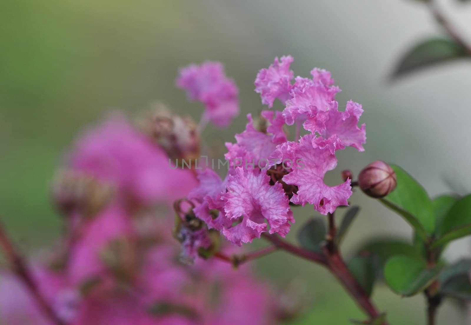 Beautiful pink flowers and buds with a blurred background