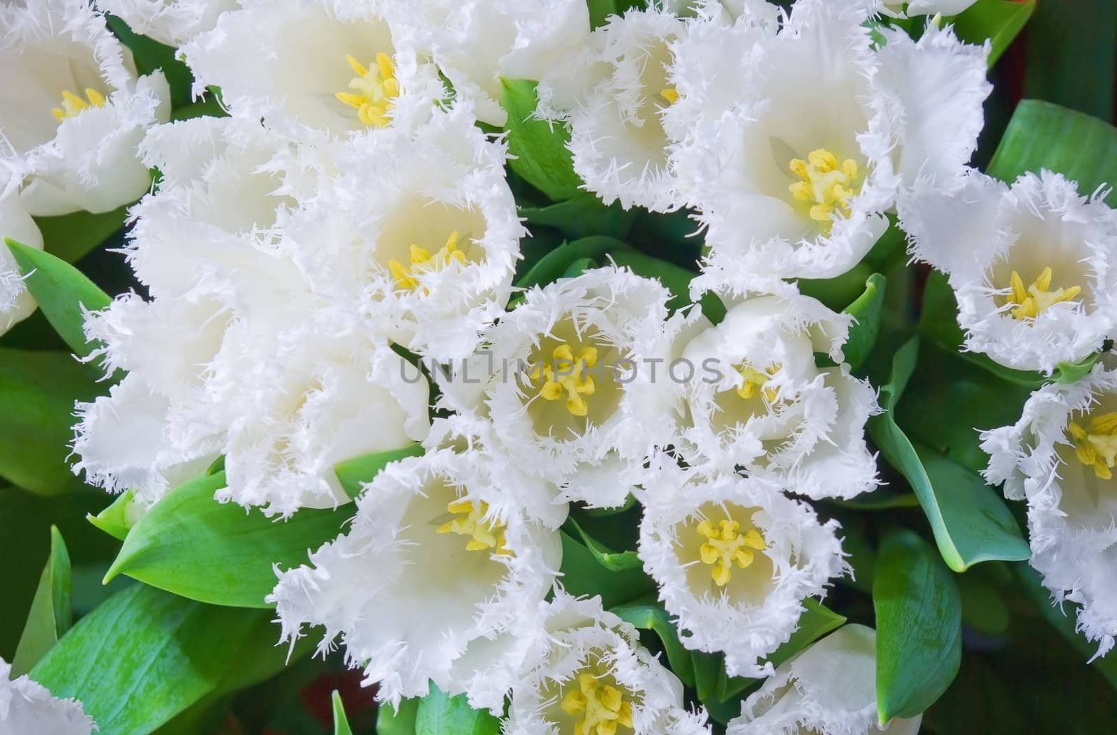 beautiful white tulips flower close up