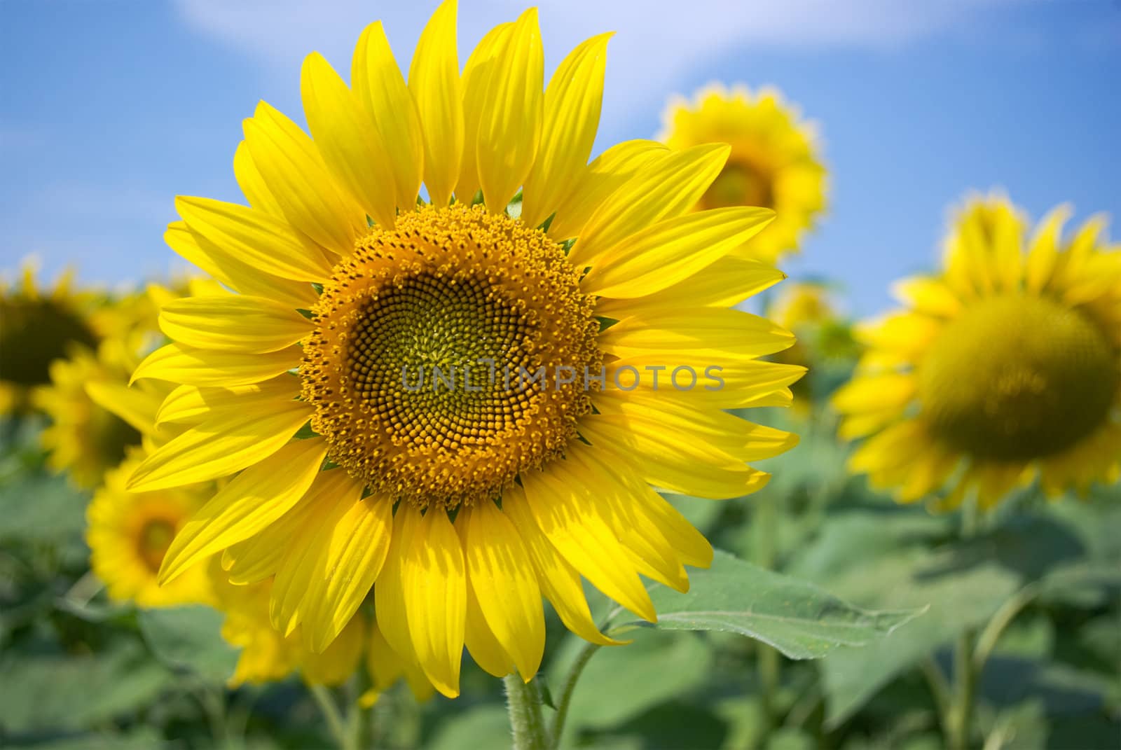 Yellow sunflowers and blue sky