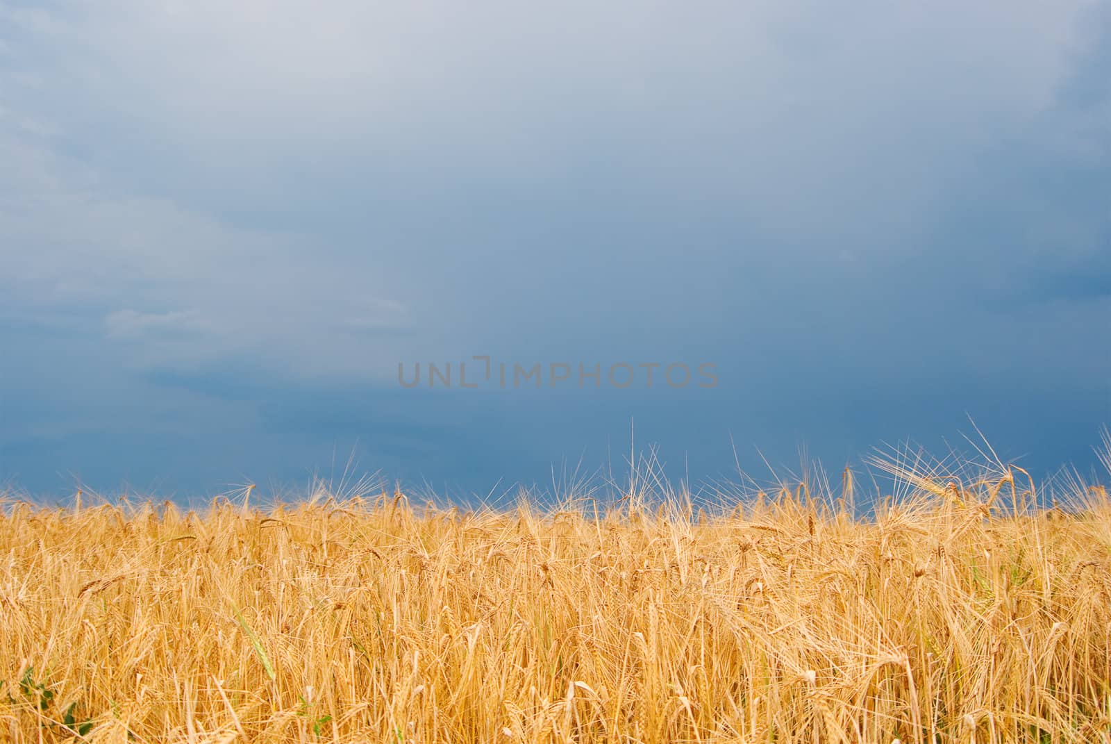 Wheat field with cloudy summer sky 