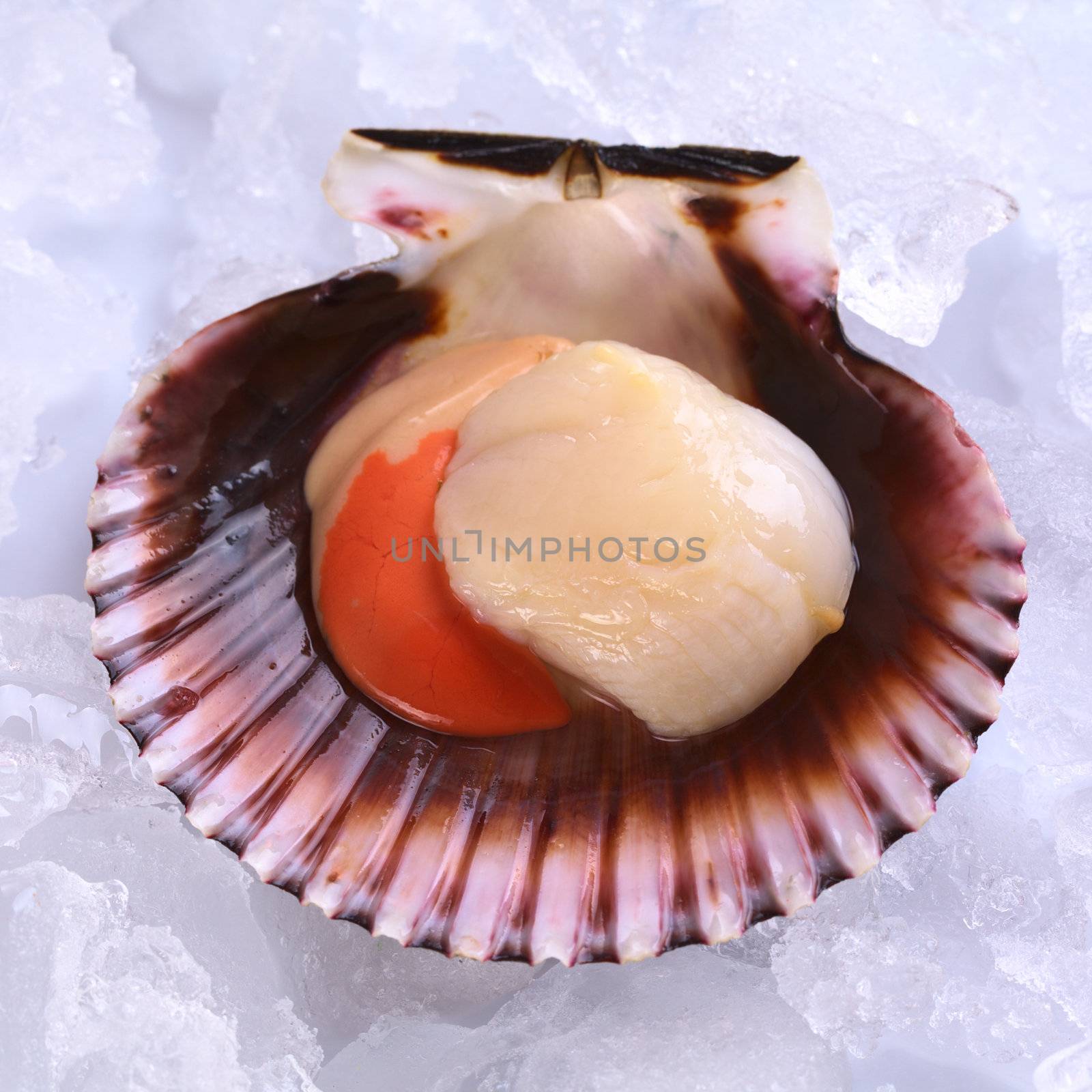 Raw Queen Scallop on Ice by ildi