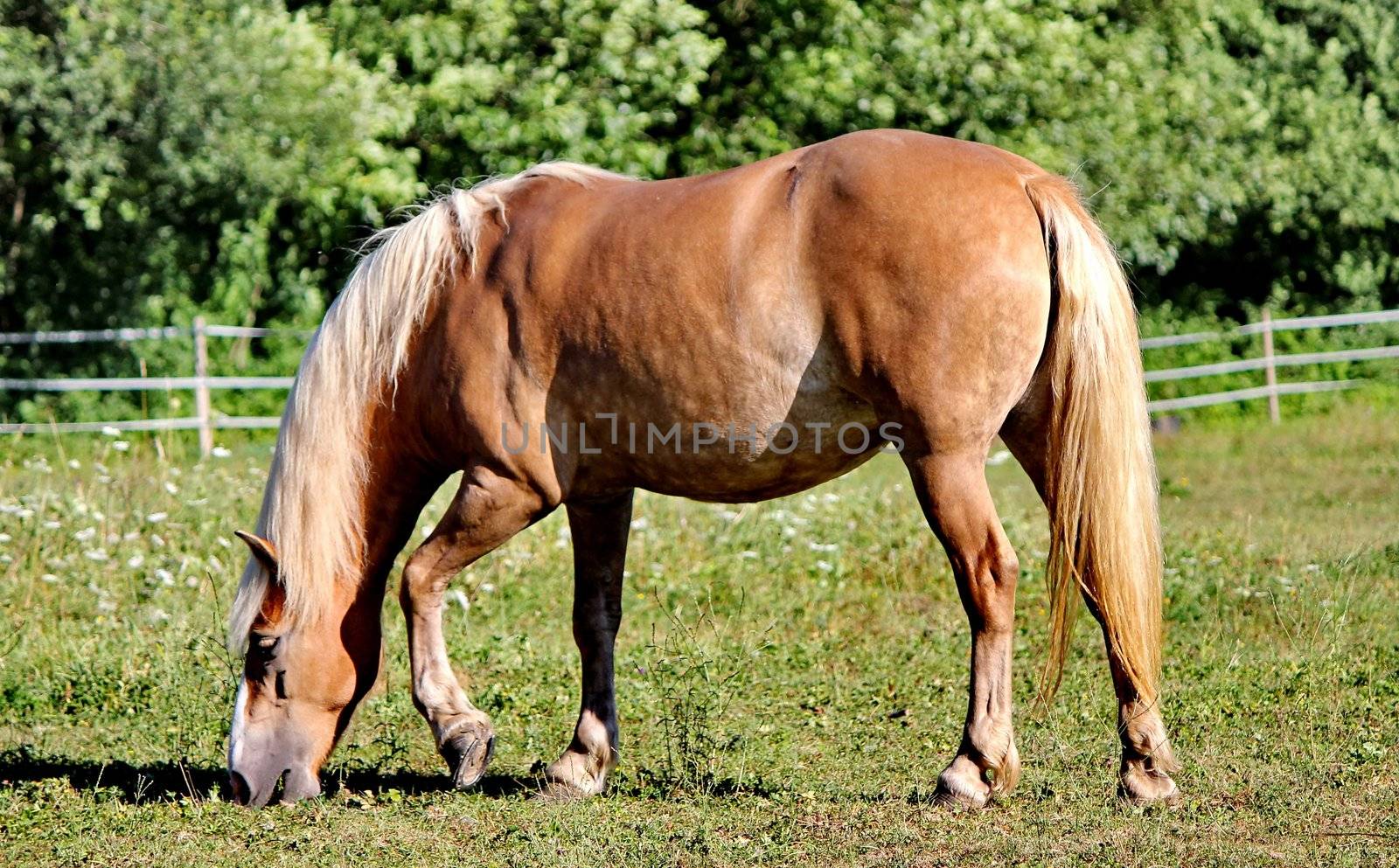 horse brown and white and trees