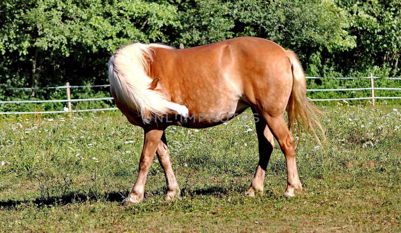 horse brown and white