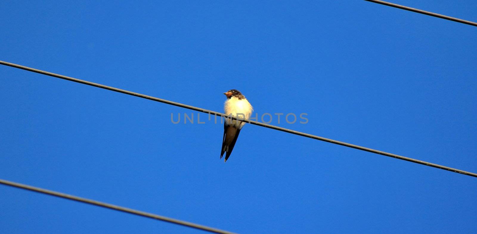bird and sky blue
