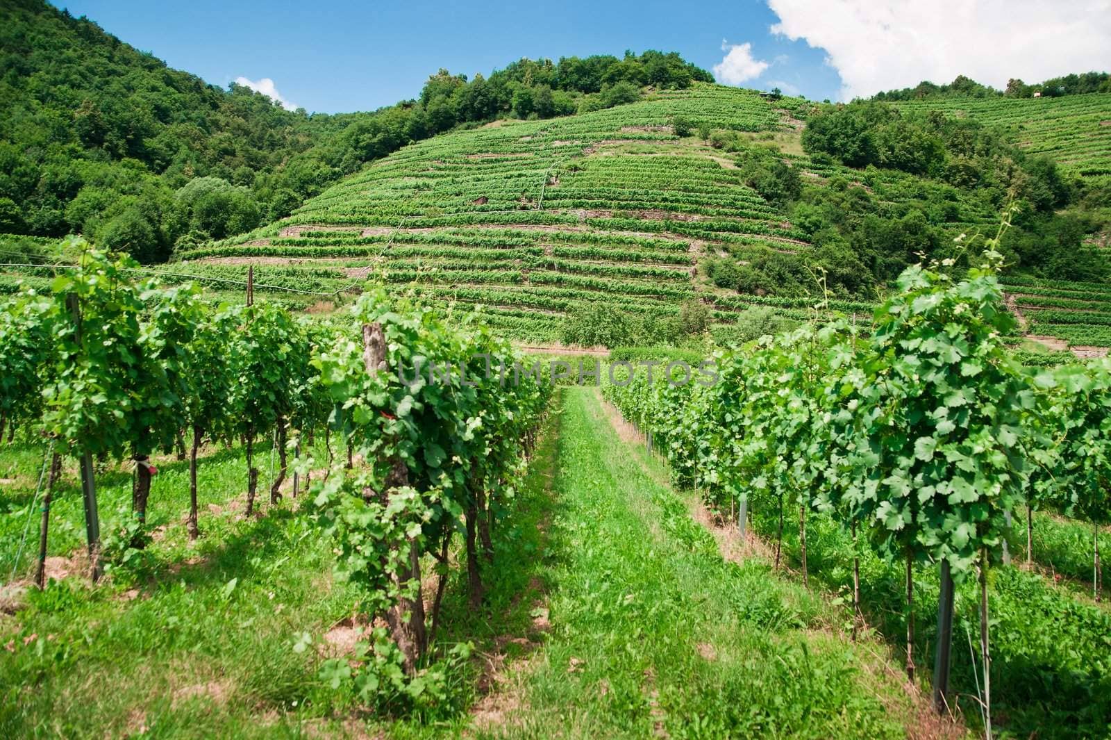 Vineyard and Hills in Wachau, Lower Austria