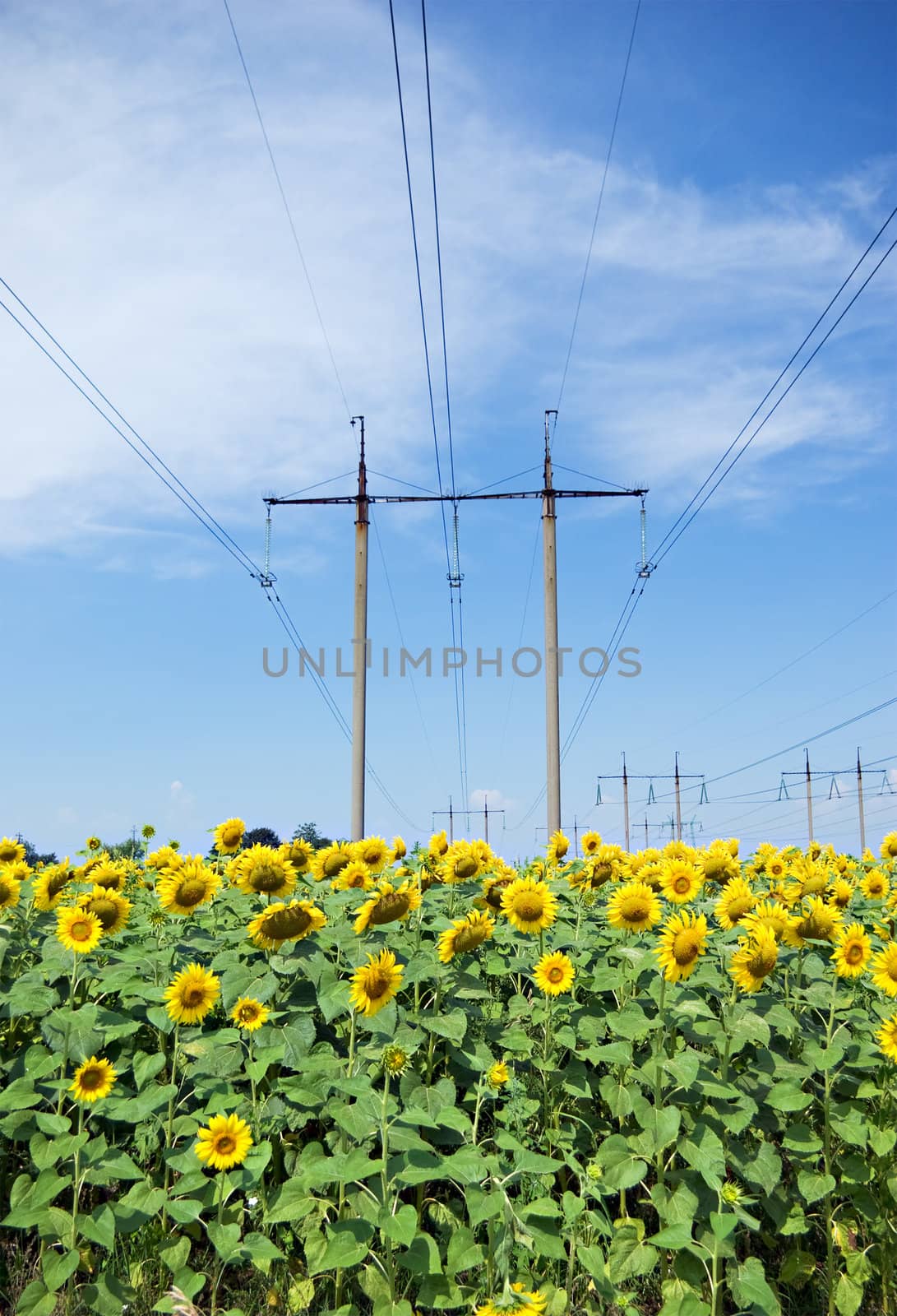  Power  line and Yellow sunflowers and blue sky