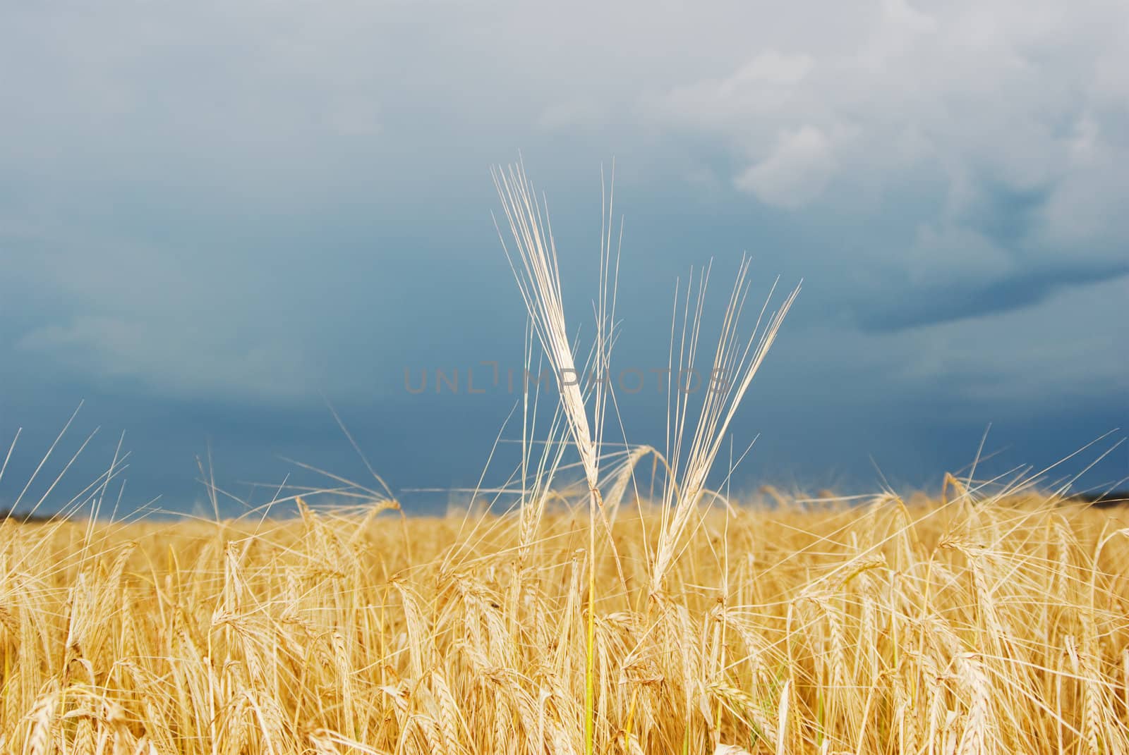 Ripened spikes of wheat field against a  sky 