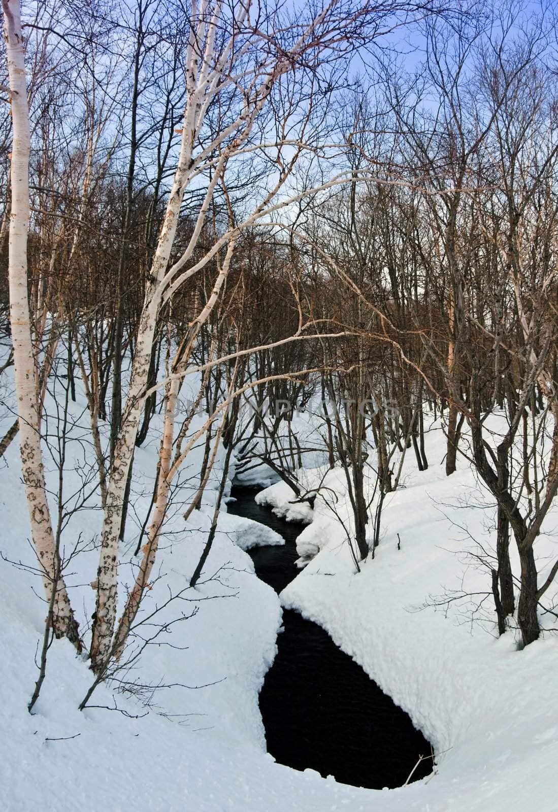 Landscape with the river covered with snow and trees