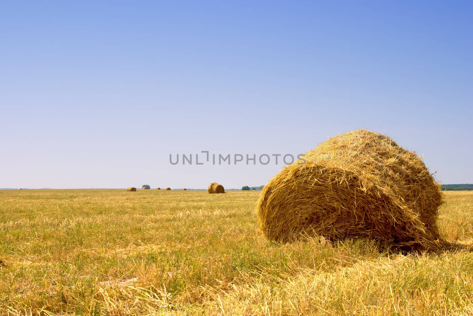 Farmers field full of hay bales