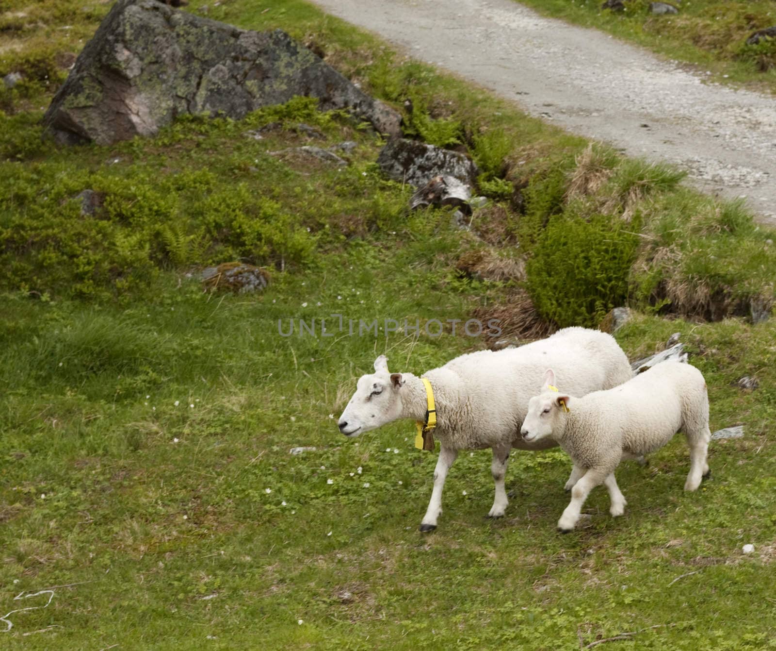 Ewe and lamb