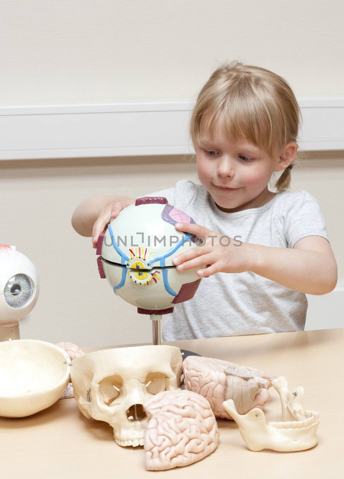 Cute litte girl (5 years old) playing with anatomical models of human eyes, brains and skulls