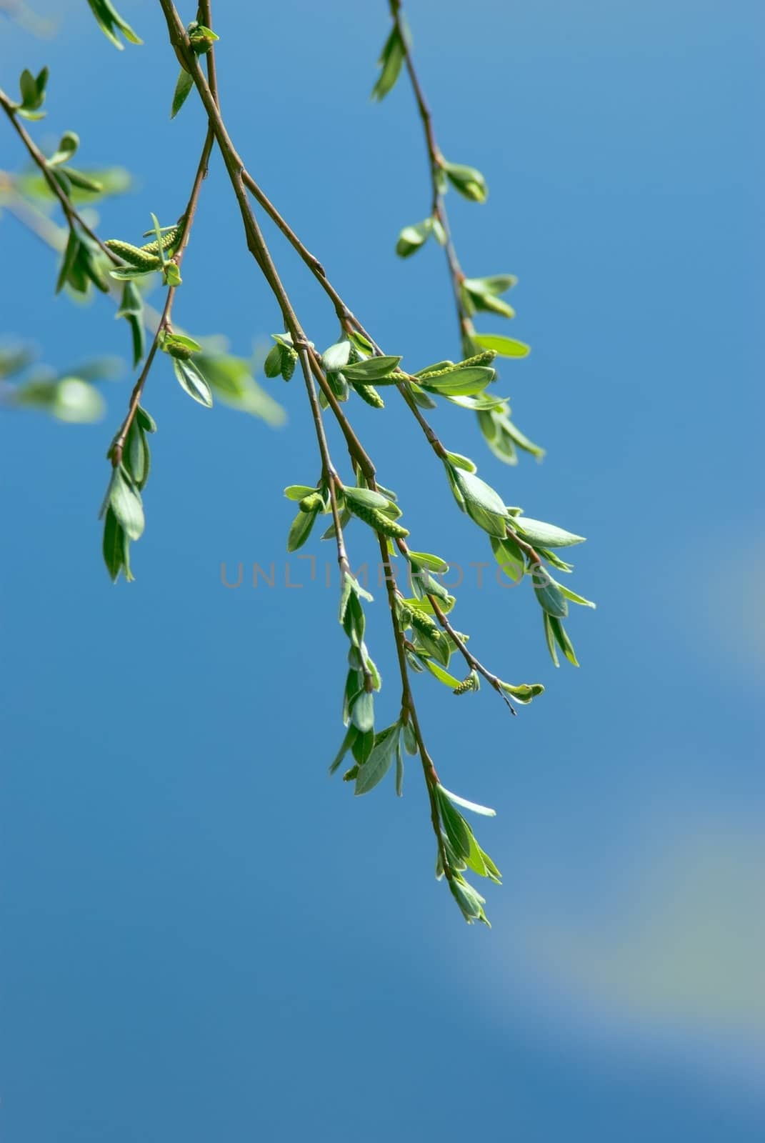 Branches of a blooming birch tree with fresh new leaves in the spring