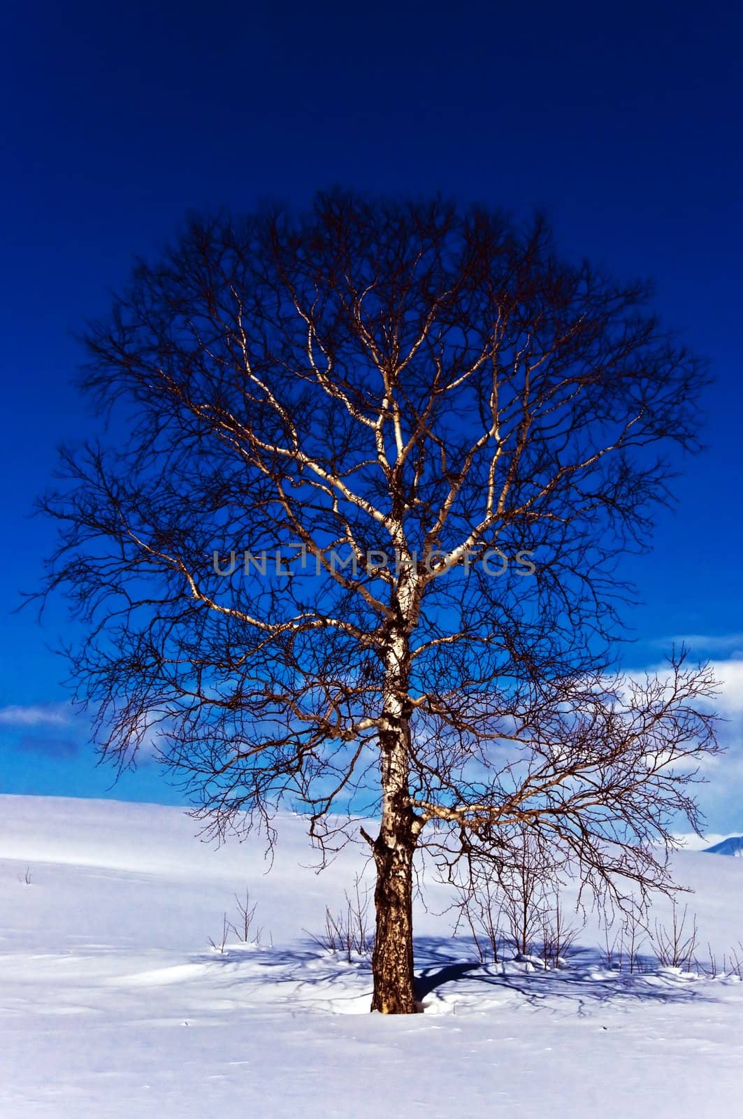 Oak tree in winter cold snow landscape