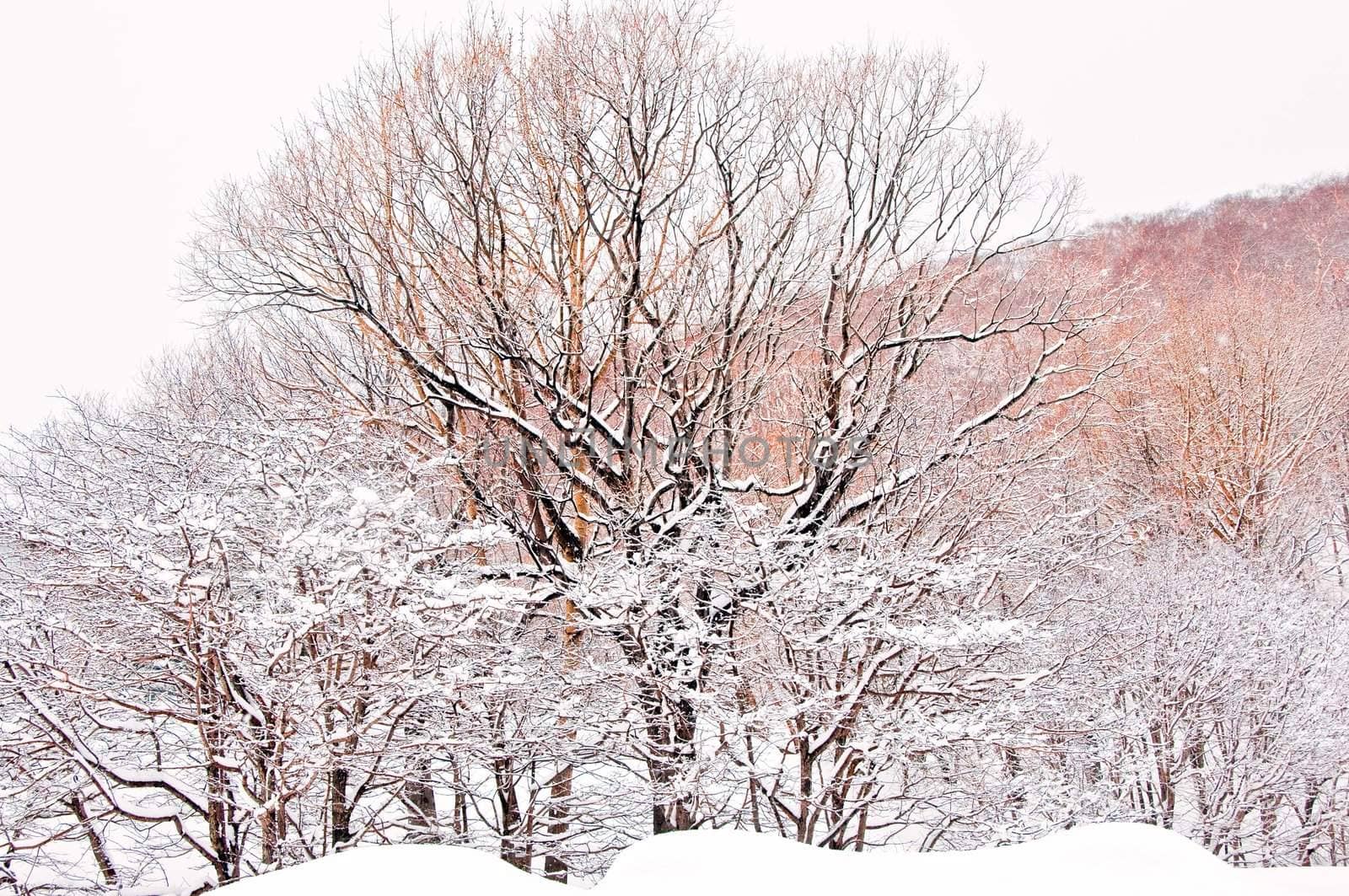 Oak tree in winter cold snow landscape