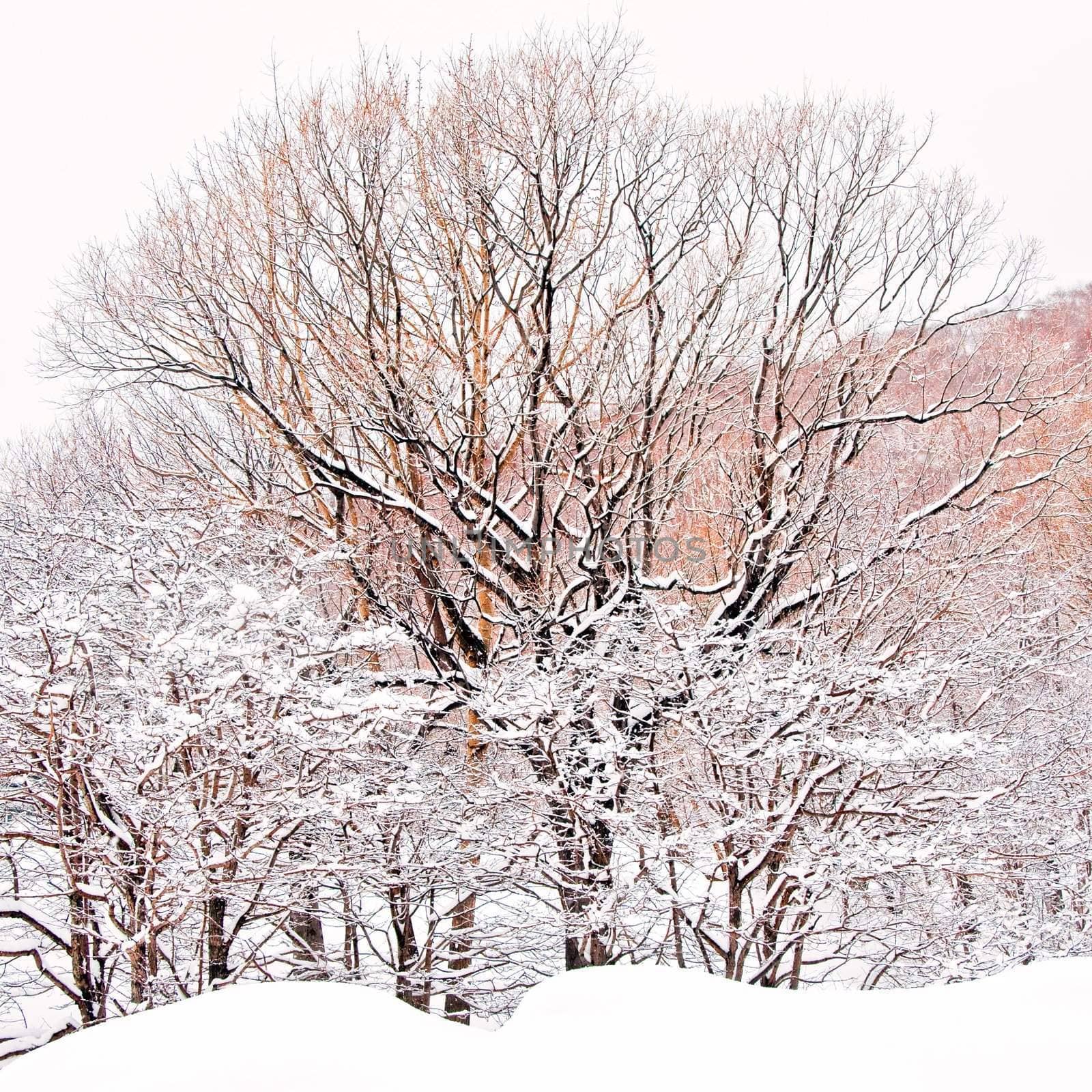Oak tree in winter by alena0509