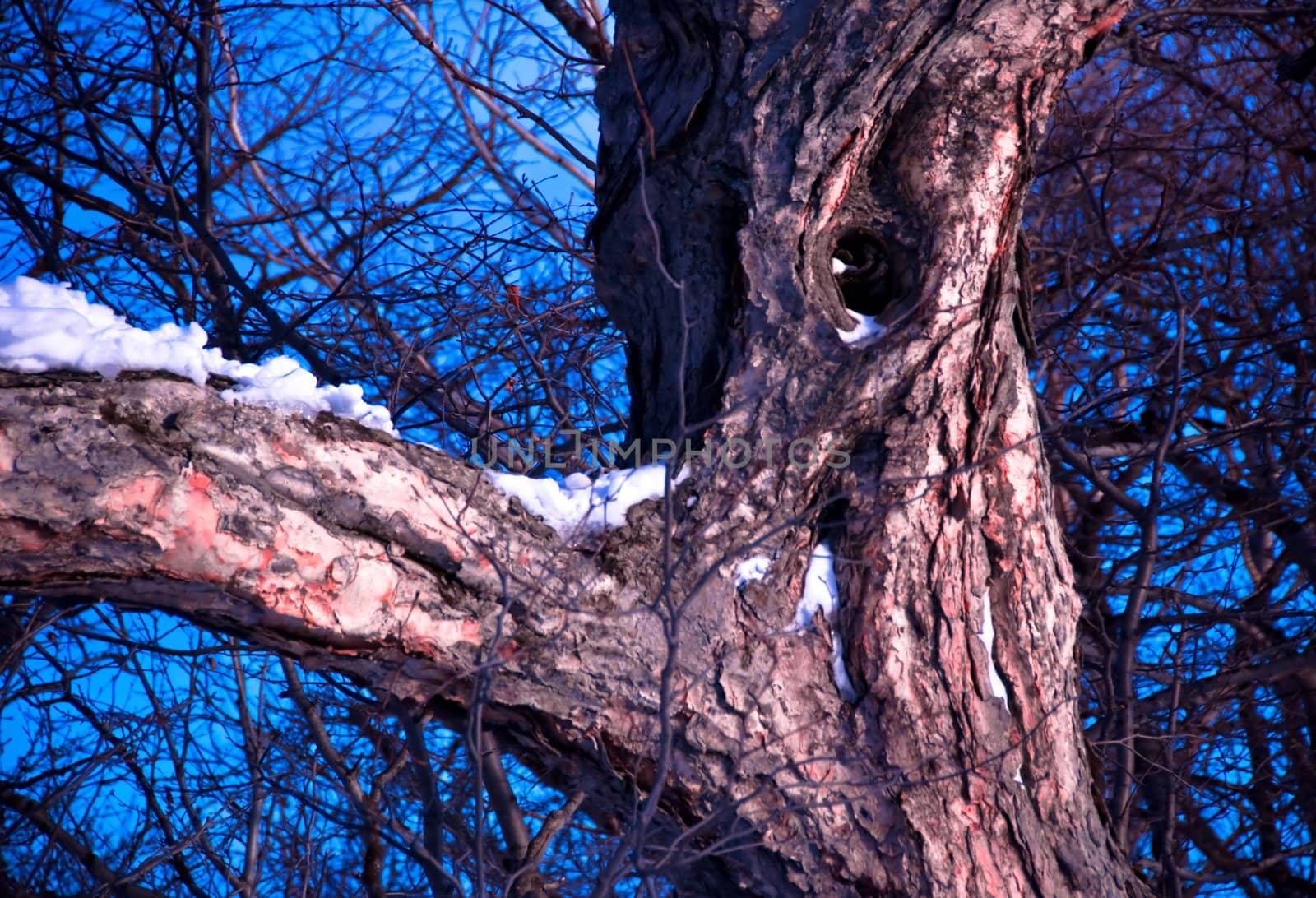 Oak tree in winter cold snow landscape