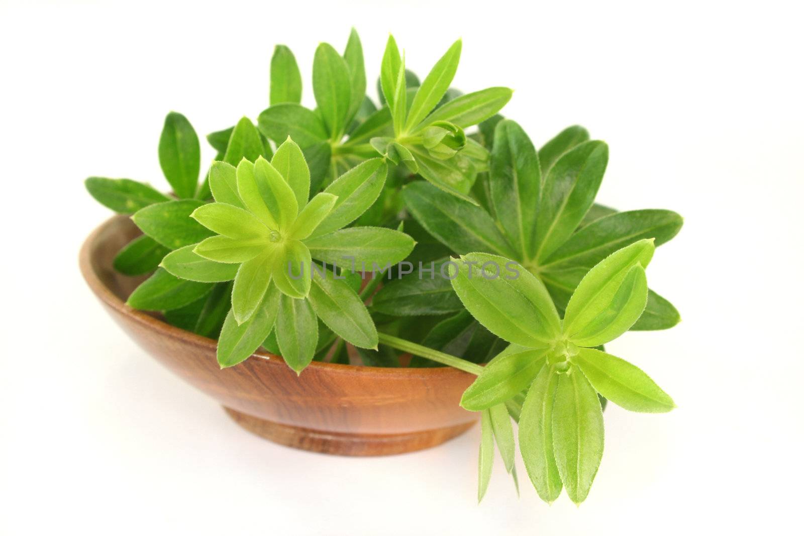 fresh sweet woodruff in a wooden bowl on a white background