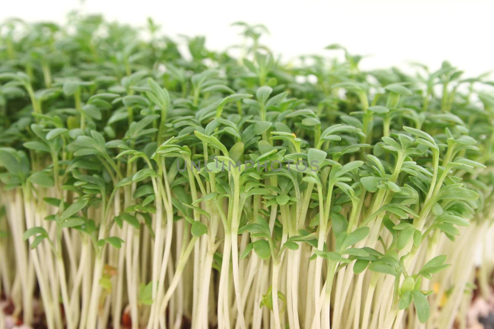 a bowl of watercress on white background