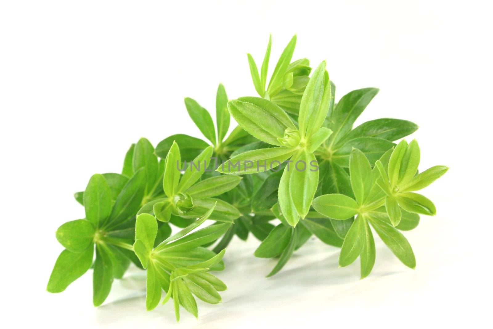 fresh sweet woodruff on a white background