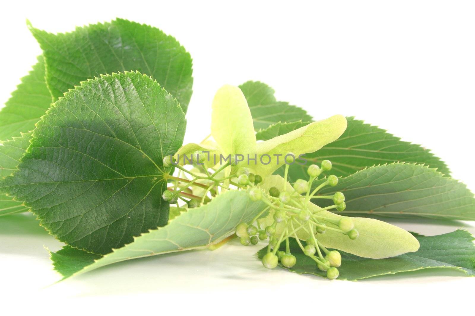 Linden flowers with buds and leaves on a white background