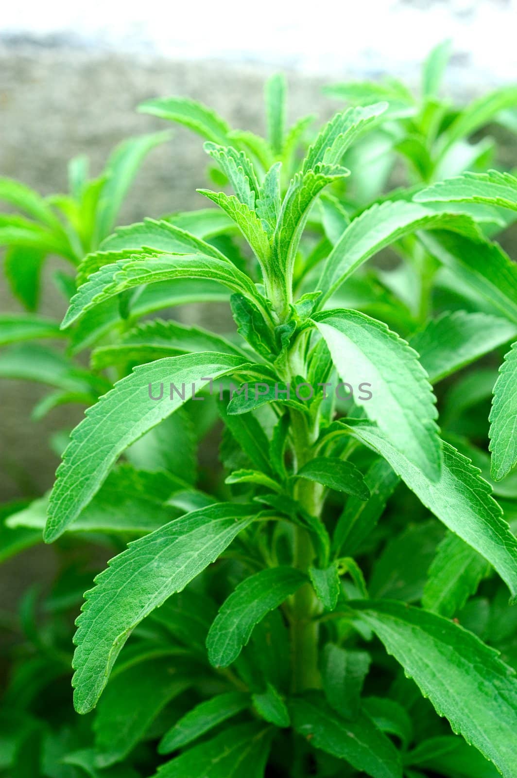 Sheets of Stevia in a Garden by gillespaire