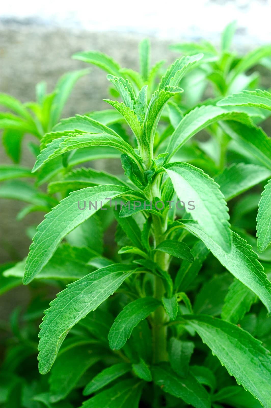 sheets of stevia in a garden