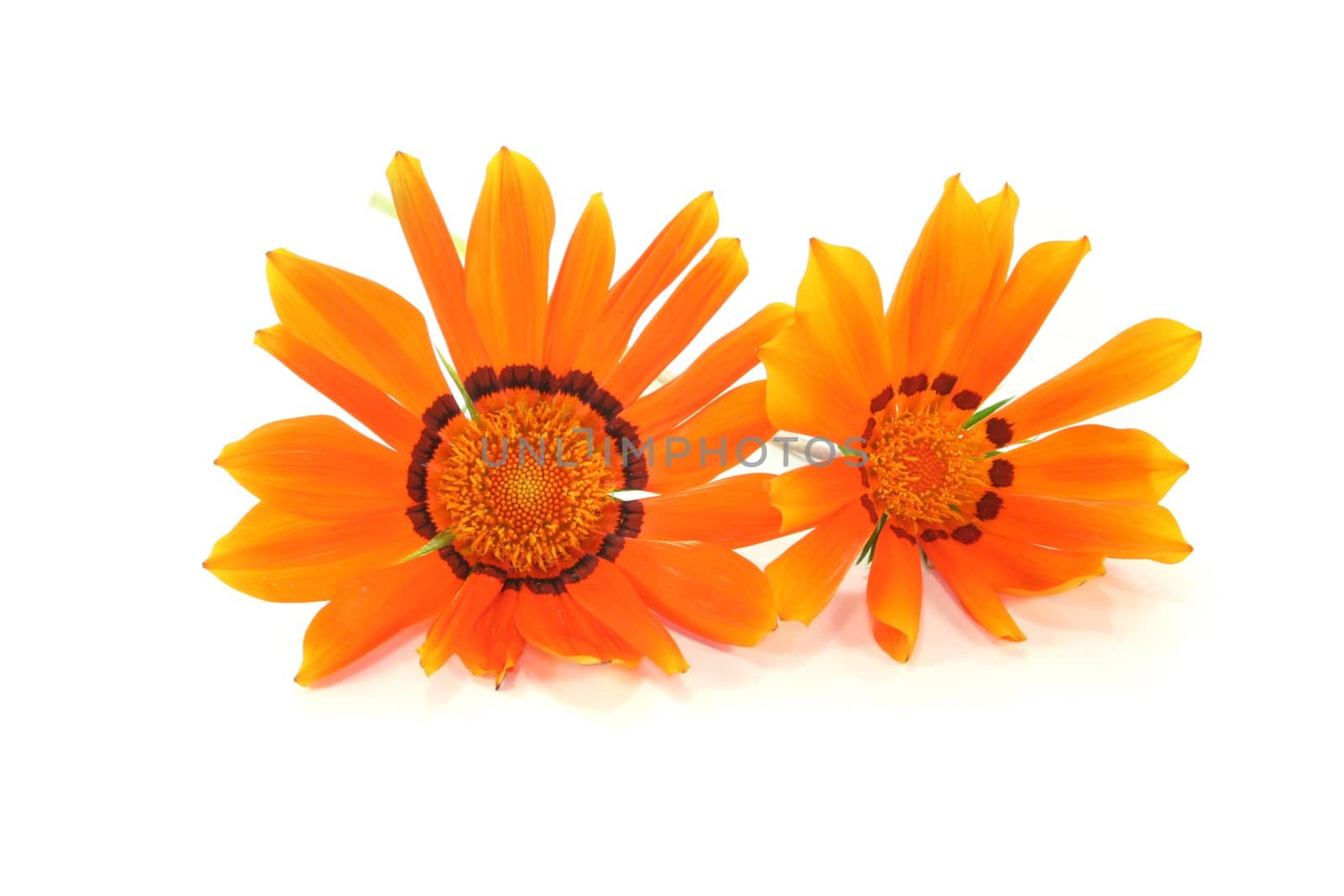 two orange Gazania flower on a white background