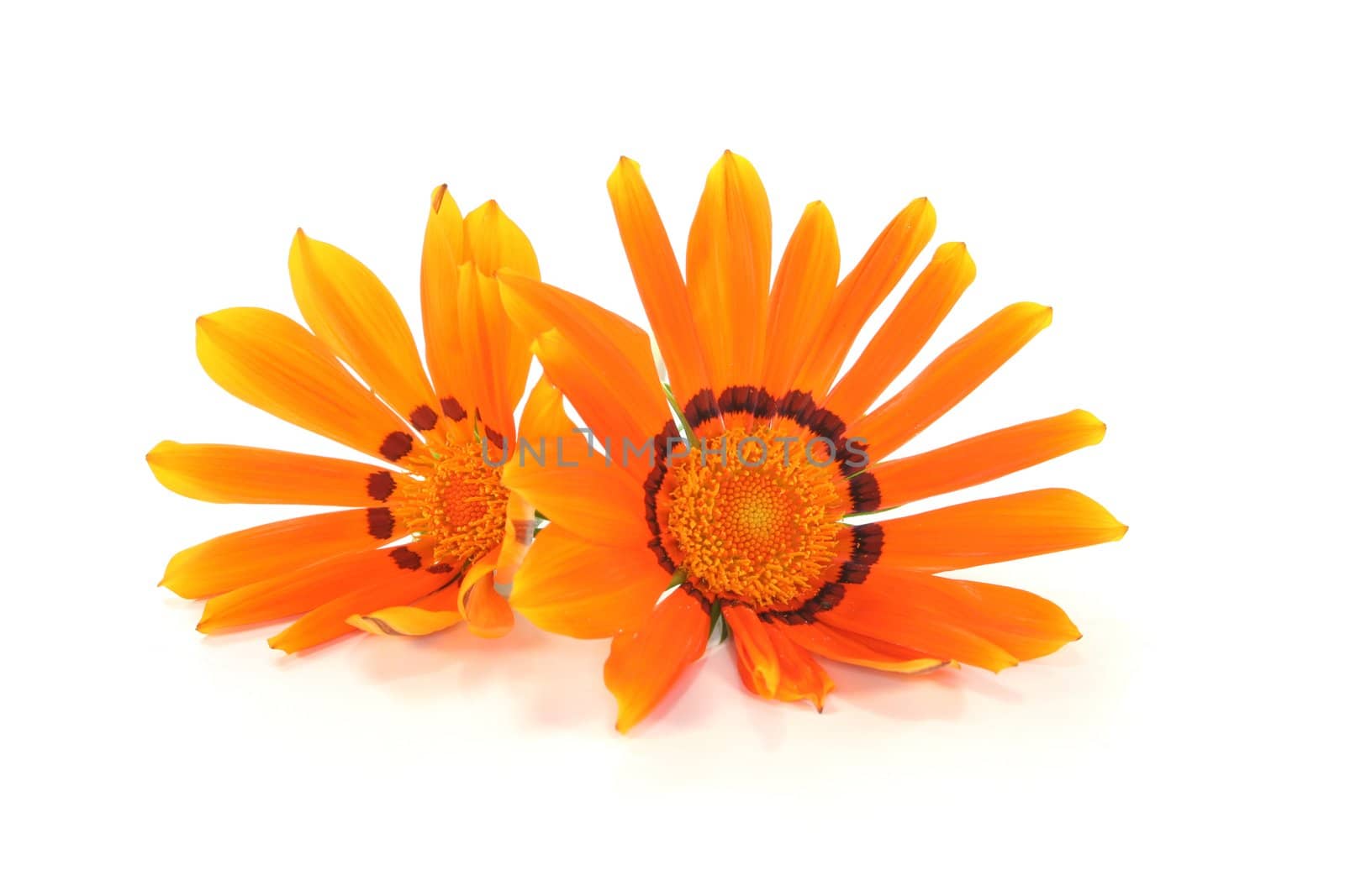 two orange Gazania flower on a white background