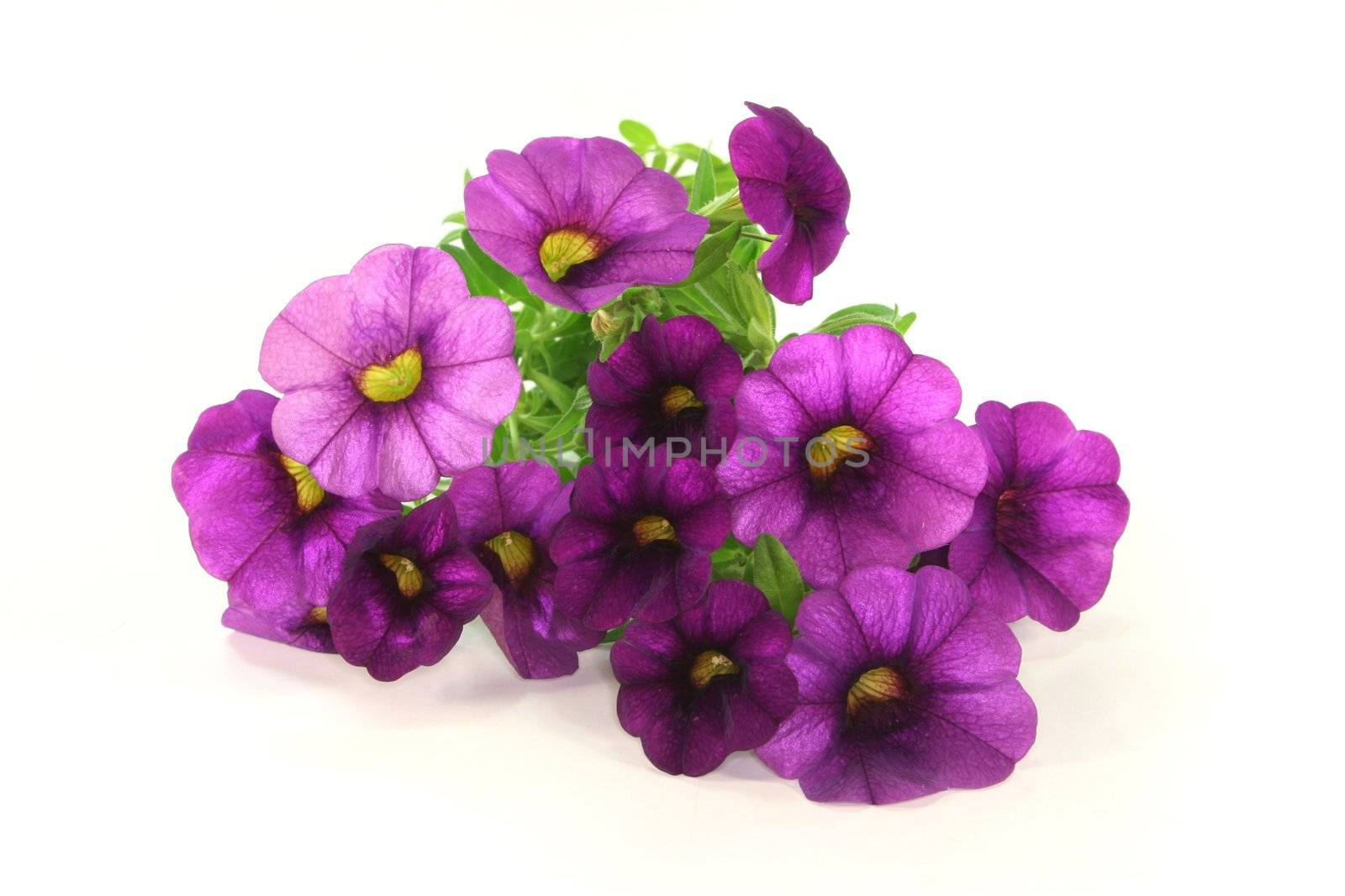 a bouquet of purple petunias on a white background