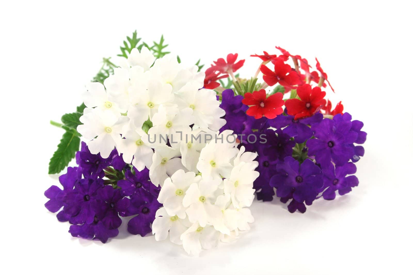 red, white and purple verbena with leaves on white background