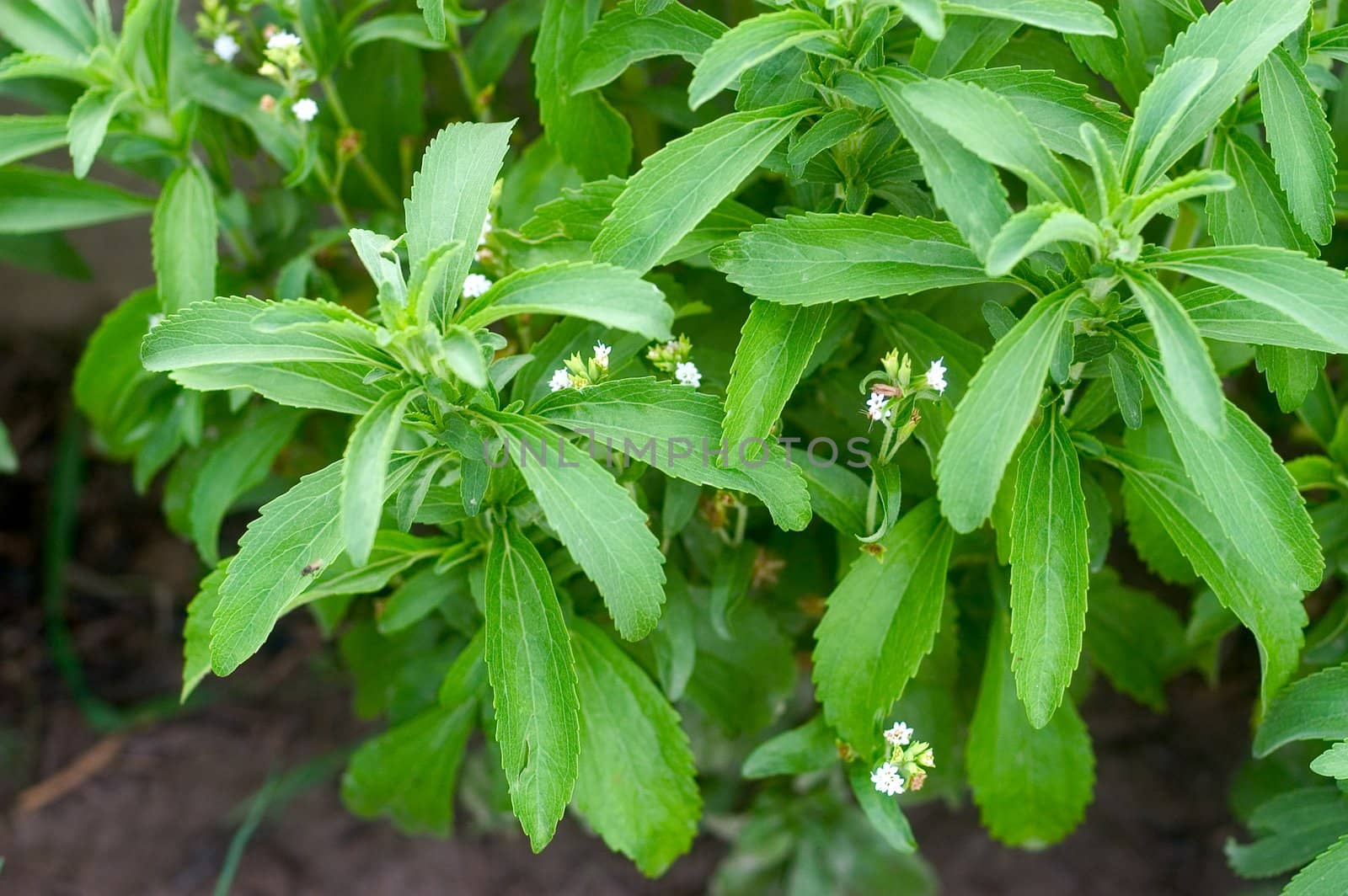 sheets of stevia in a garden